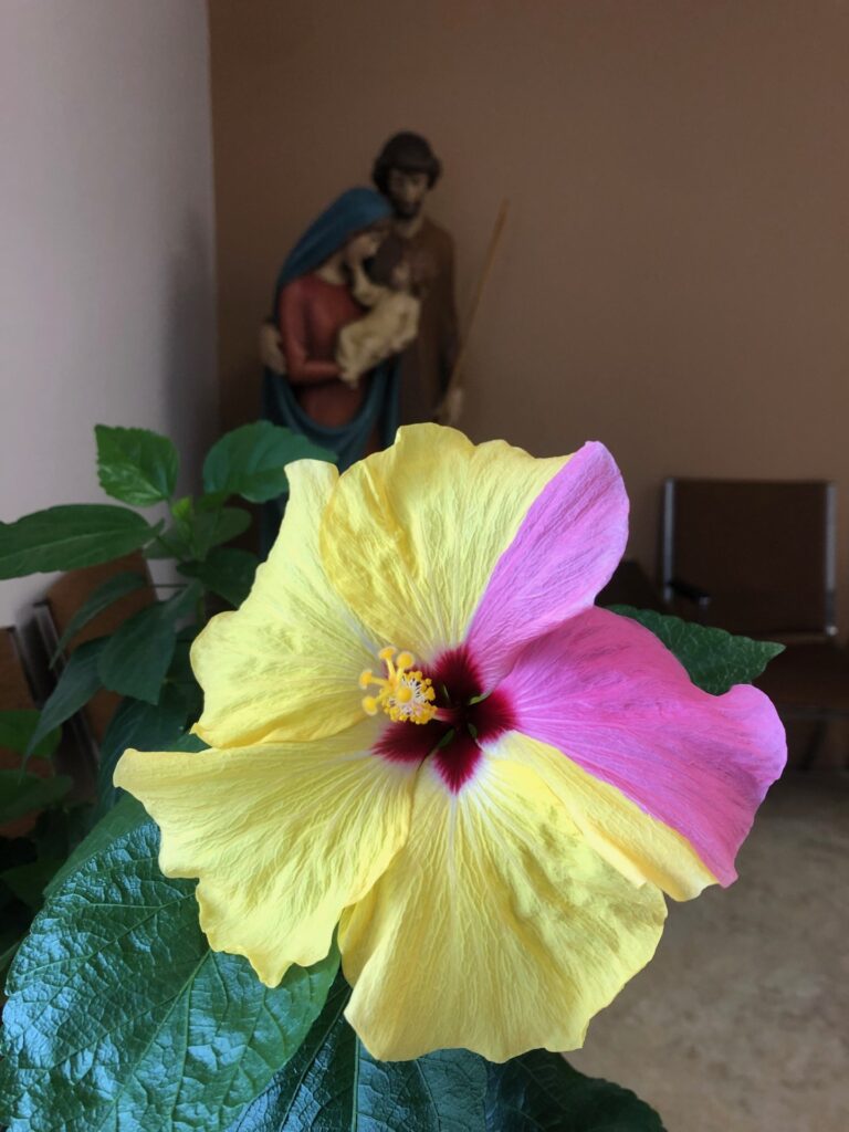 Hibiscus à deux couleurs